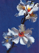 Apple Blossoms 9x12 framed pastel, $150